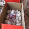 CHINESE GARLIC WITH 10KG CARTON PACKAGE #1 small image