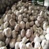 NORMAL WHITE GARLIC RAW MATERIAL FROM CHINA FACTORY
