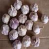 NORMAL WHITE GARLIC RAW MATERIAL FROM CHINA FACTORY
