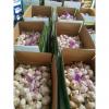 CHINA GARLIC FROM FACTORY TO SANTOS,BRAZIL