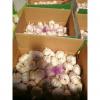 CHINA GARLIC FROM FACTORY TO SANTOS,BRAZIL #4 small image