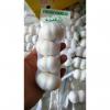 PURE WHITE GARLIC WITH CARTON PACKAGE TO IRAQ MARKET FROM CHINA