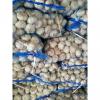 CHINA NEW CROP GARLIC WITH MESHBAG PACKAGE TO DR MARKET