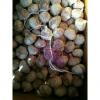 10KG LOOSE CARTON PACKAGE GARLIC FOR COLOMBIA MARKET FROM CHINA FACTORY