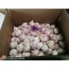 NORMAL WHITE GARLIC WITH 10KG LOOSE CARTON PACKAGE FOR SENEGAL MARKET