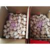 2018 China pure white garlic with 10KG loose package to Angola Market