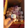 2018 pure white garlic with 10KG loose package to Angola Market
