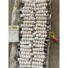 2018 New Crop garlic with tube package to Kuwait Market #3 small image