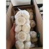 pure white garlic with 500g*20 bags carton package to Japan Market #1 small image