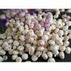 China Normal white garlic with meshbag& carton package to Russia Market #4 small image