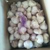 10KG Loose carton package China Normal white garlic to Brazil Market