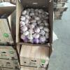 Brazil 10KG Loose carton Normal white garlic