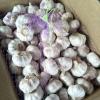 2018 10KG Loose carton Normal white garlic to Brazil Market from china (New Client )