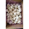 Pure white garlic with 10KG loose carton exported to Kenya market