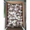 Normal white garlic with 500G &10 KG carton package to Middle East Market