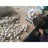 china white garlic with meshbag & carton package to Middle East Market