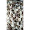 Cold storage china Garlic to Brazil Market