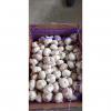 Normal white garlic with10KG Loose carton package to Tunis market #2 small image