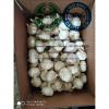 China garlic are exported to North America market  with loose carton package