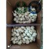 China garlic are exported to North America market  with loose carton package