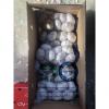tube meshbag packed China normal garlic are exported to Latin America market