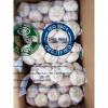 Fresh normal white garlic are exported to  Ghana market from china