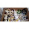 Top quality china pure white garlic to EU market