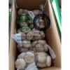 Normal white garlic with carton package to EU market