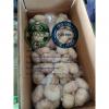 China top quality Normal white garlic with carton package to EU market