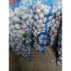 china normal white garlic with meshbag package to Dominican Republic market