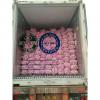 China Normal white garlic with meshbag package to Latin America market