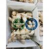 Top quality china ginger with 5KG Plastic carton