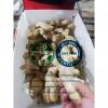 China Ginger with Plastic carton