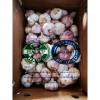 Normal white garlic with 10KG loose carton to Singapore market.