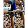 10KG loose carton  Normal white garlic to Singapore market.
