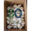 2020 new crop china garlic with 10 KG Loose carton package to Brazil market