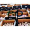 2020 New Top quality China pure white garlic with 10kg loose carton package