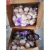 Pure white garlic with 5 kg carton package to Iraq Market