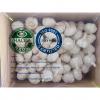 Pure white garlic with meshbag & carton package to Turkey Market