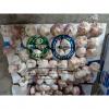 Big size normal white garlic to Brazil market