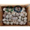 China normal white garlic to Singapore market
