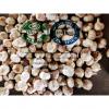 China normal white garlic to Singapore market