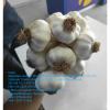 2021 new crop garlic is harvested ,waiting for your orders