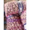 Top quality Normal white garlic with meshbag pacakge to Paraguay market