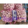 China Normal white garlic with meshbag pacakge to Paraguay market #1 small image