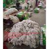 Pure white garlic with carton and meshbag package to EU Market #2 small image