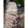 Pure white garlic with carton and meshbag package to EU Market
