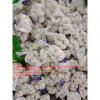 China Pure white garlic with carton and meshbag package to EU Market