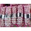 Normal white garlic with meshbag to Middle East market From China garlic factory ! #2 small image