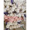 China pure white garlic with tube meshbag are loading to Iraq market ! #1 small image